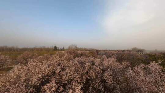 黄河边樱花树林穿越机航拍自然风景 原片4K视频素材模板下载