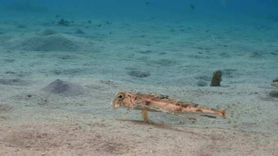 飞行Gurnard，海洋，水下，海底