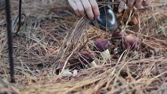 松茸种植和采摘
