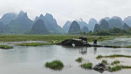 水边石拱桥旁的水牛和戴帽农民