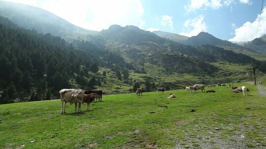 奶牛在山谷里吃草