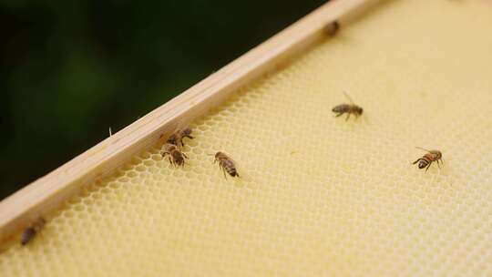 蜜蜂，蜂巢，蜂蜡，蜂巢