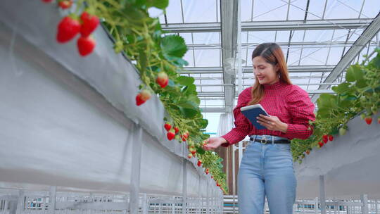 企业家年轻的女性在草莓果园检查培养草莓视频素材模板下载