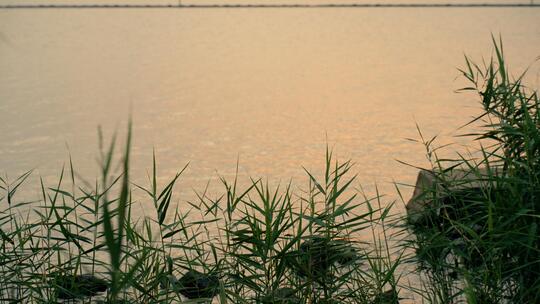 水面芦苇黄昏水边湖边