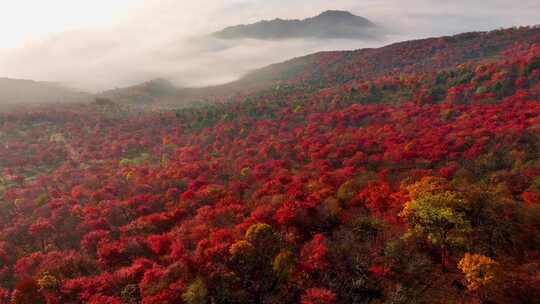 4K秋天五花山吉林东北秋景日出云海云雾逆光