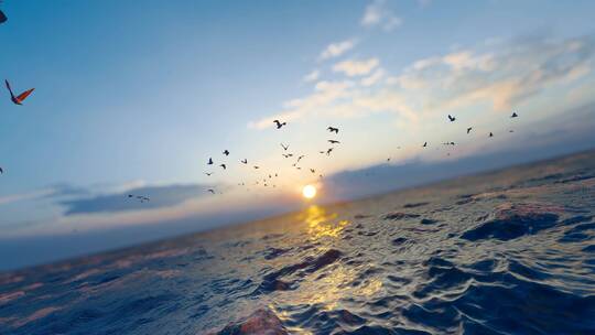 在大海自由飞翔的海鸥视频素材模板下载