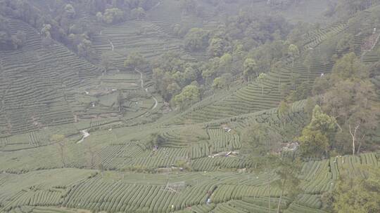 杭州西湖梅家坞茶园茶山