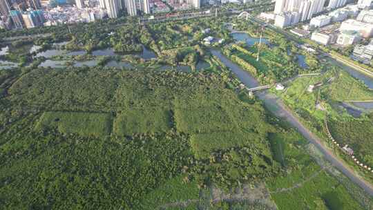 福田红树林生态公园