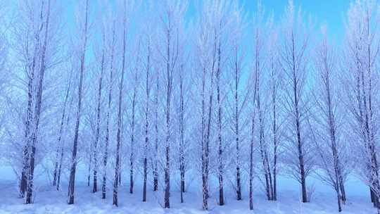 东北田野冰雪景观树挂雪松