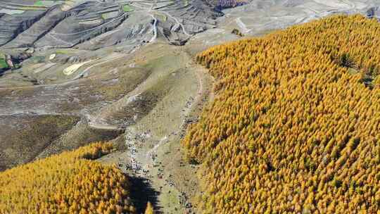 山林大山