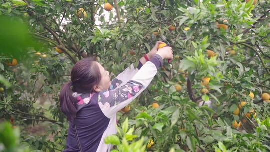 农产品水果柑橘橘子采摘 农民丰收喜悦