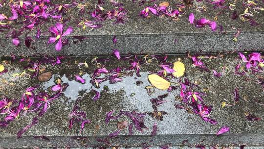 雨后散落的花瓣