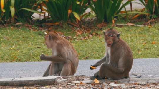两只猴子坐在地上吃泰国考丘开放动物园的食