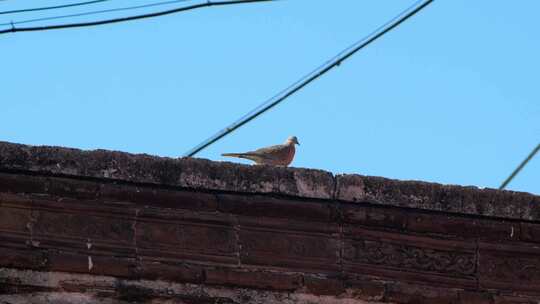 屋顶上的珠颈斑鸠