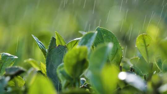 茶园细雨