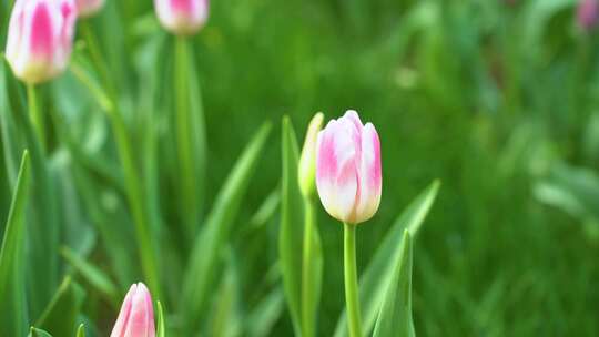 夕阳下侧逆光的双色郁金香花