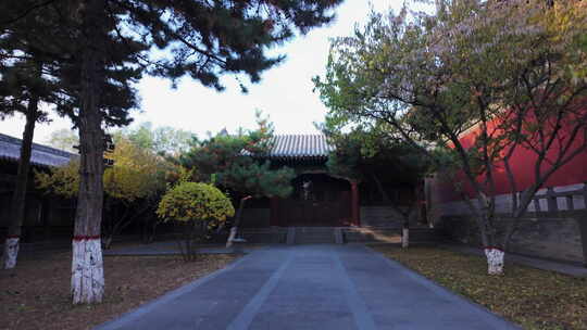 山西大同法华寺红墙拱门光影秋天深秋落叶