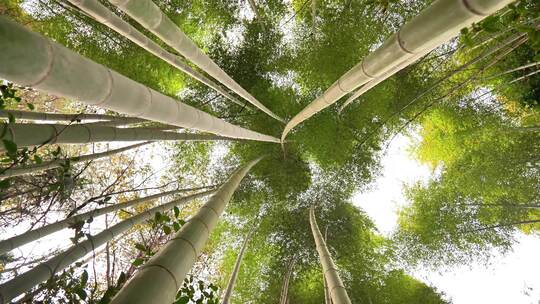 大自然风景美丽的竹海竹林竹子枝繁叶茂