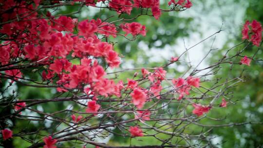 高山杜鹃花7