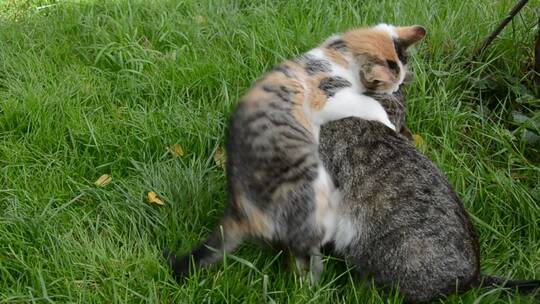 两只猫在草地上玩耍