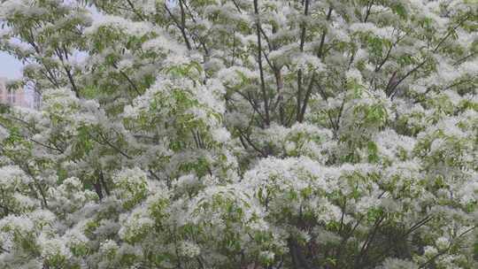流苏特写 开花的树 白色花 中草药