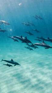 浅海区跟拍一群游玩的海豚