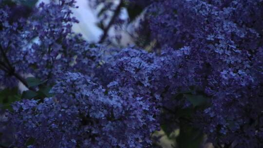 花团锦簇的丁香花视频素材模板下载