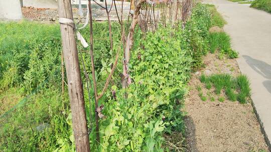 疫情城市农村街道菜园春天绿色植物