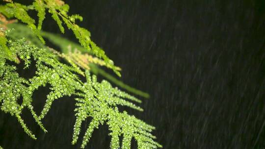 雨夜文竹高速摄影留屏可发挥