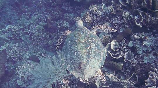 海底珊瑚礁上的海龟