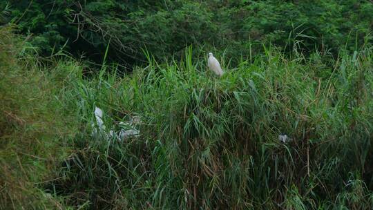 湿地公园芦苇丛白鹭视频素材模板下载
