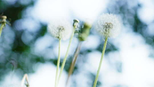 夏天清晨阳光树叶光影逆光小清新空镜