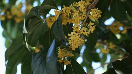 盛开的桂花枝叶特写