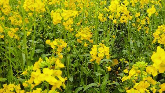 鲜花合集