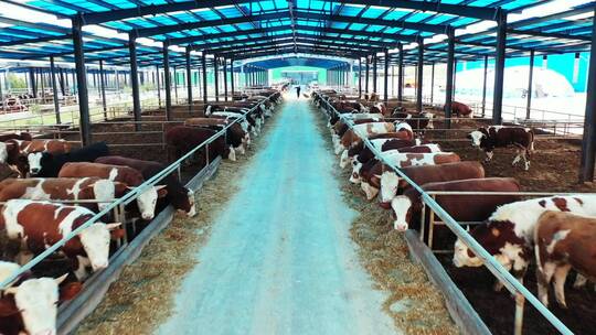 肉牛养殖航拍 养牛工厂肉牛养殖黄牛养殖场