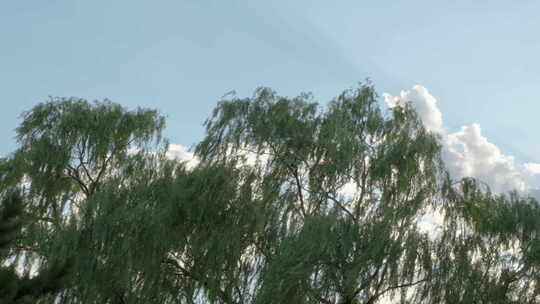 柳树被风吹动蓝天白云