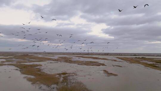 4k航拍山东东营黄河口生态保护区鸟类视频素材模板下载