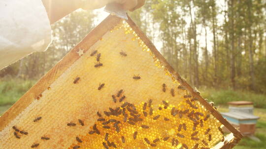 养蜂人从蜂巢中取出蜂板
