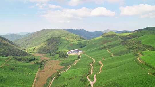 浙江金华东白山婺越高山茶园自然风光航拍