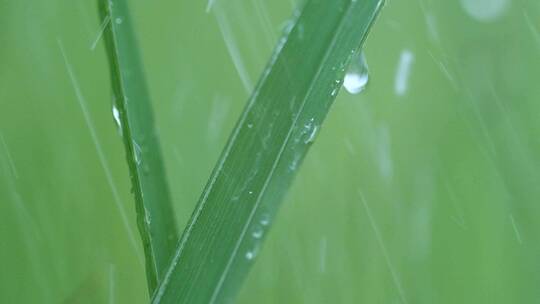 下雨天草丛小草水滴，唯美大自然视频素材