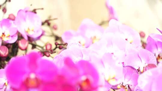 蝴蝶兰 兰花 花朵 观赏花 卉漂亮的花朵