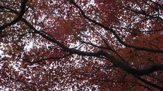 秋天枫叶