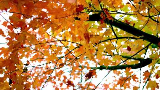 秋季落叶-秋风扫落叶慢动作视频素材模板下载