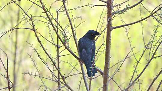 春天树枝上野生鸟八哥在欢快的鸣叫