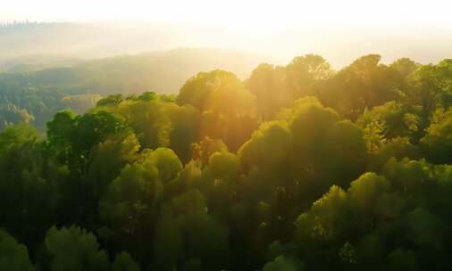 树枝逆光透光夏日夏天空镜头 (2)