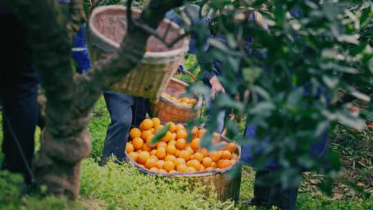 橙子果园水果农民丰收乡村振兴
