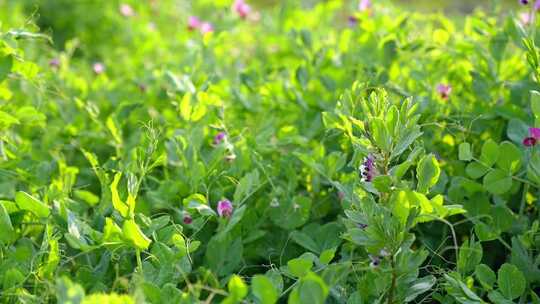 相机高清摄农村菜田豌豆花开(5)