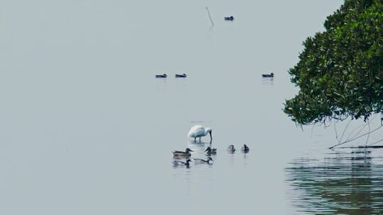 深圳湾鸟类栖息地自然风光视频