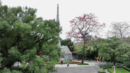 烈士陵园 木棉花  广州木棉花