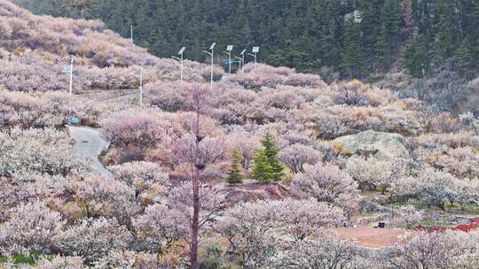 青岛樱花